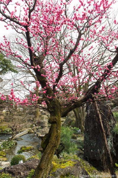 20150313_153150 D4S.jpg - Garden of restaurant, Kyoto